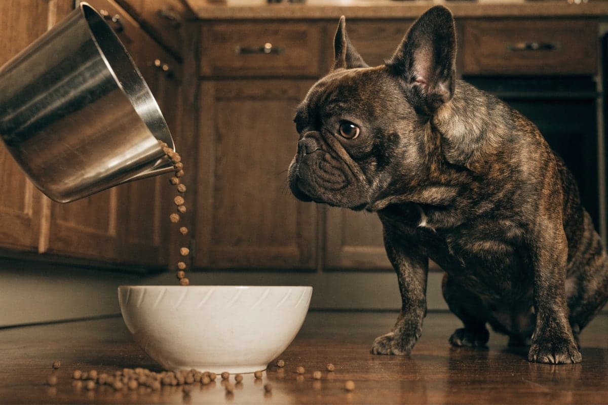 A measured cup of kibble poured into a ceramic bowl while a brindle French Bulldog waits politely