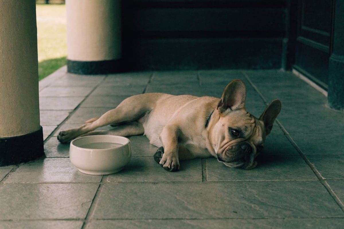A fawn French Bulldog resting in deep patio shade beside a full water bowl on a bright day