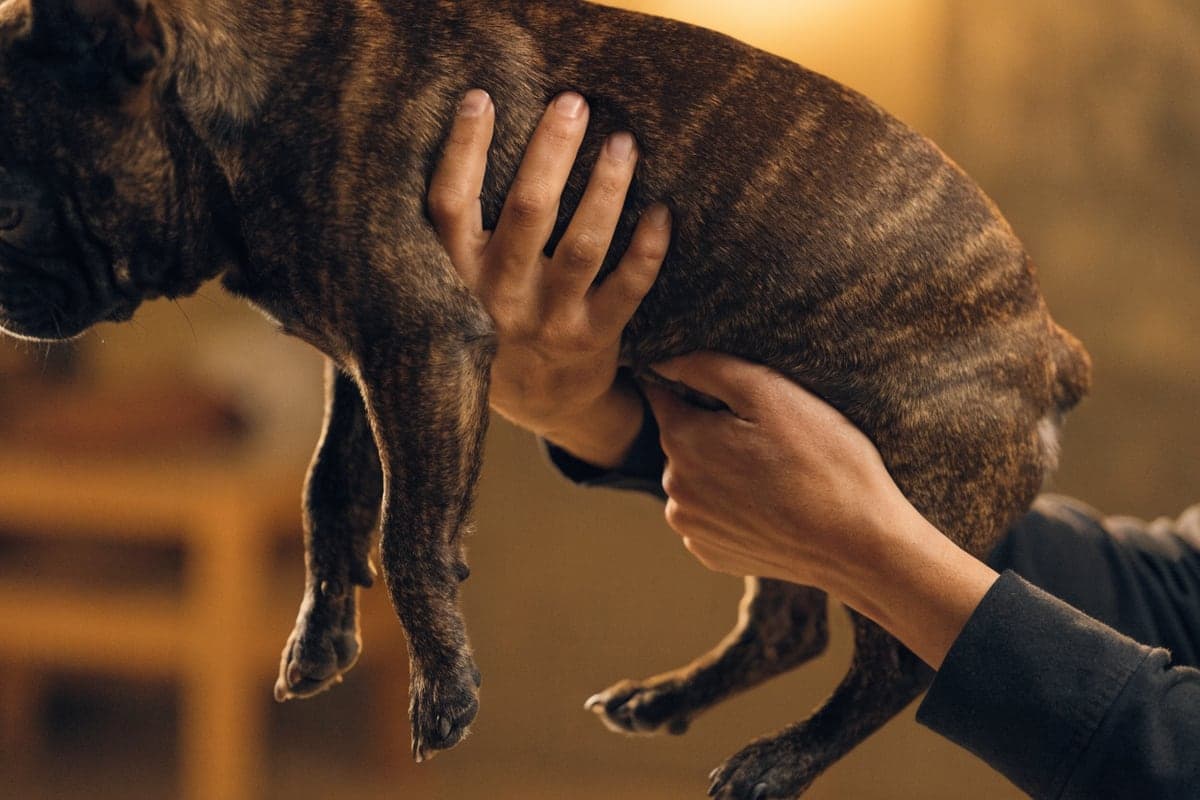 Gentle hands supporting a brindle French Bulldog's chest and hindquarters while lifting