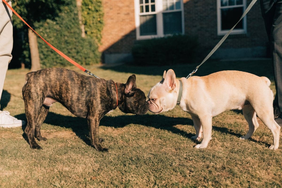 A brindle and a fawn French Bulldog greeting each other on loose leashes in a sunny front yard