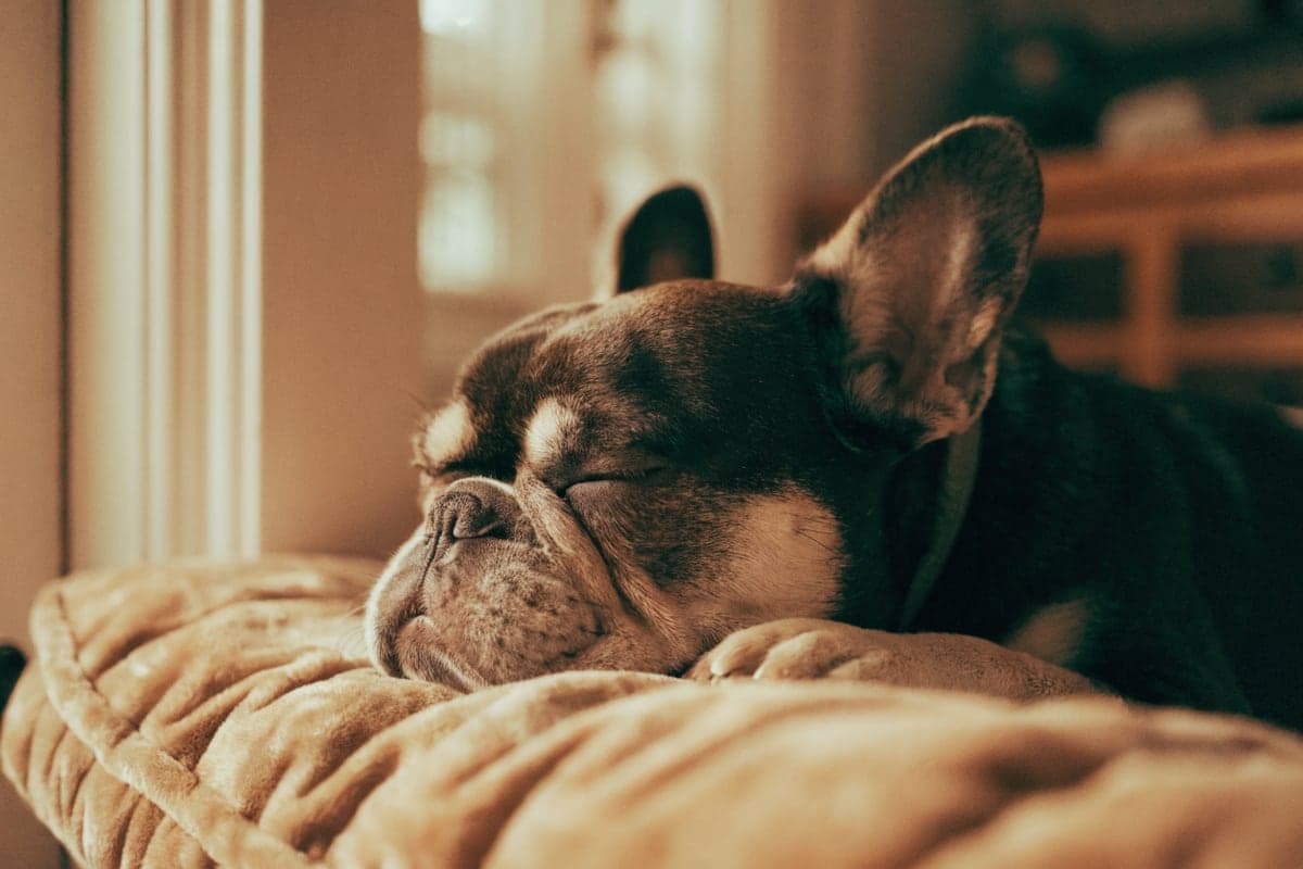 A senior French Bulldog with a graying muzzle resting on a plush orthopedic bed