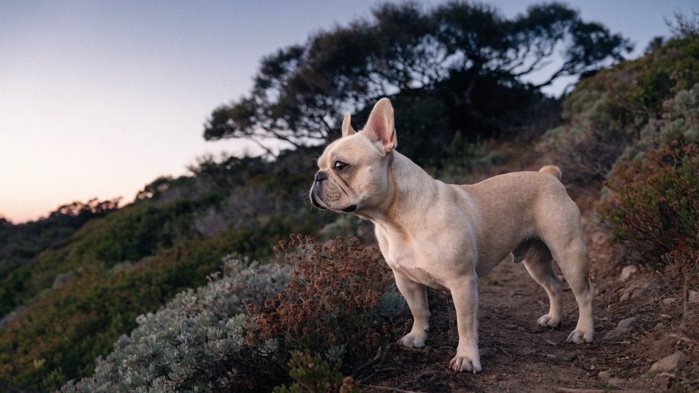 A cream French Bulldog on a hillside trail among coastal chaparral at dusk