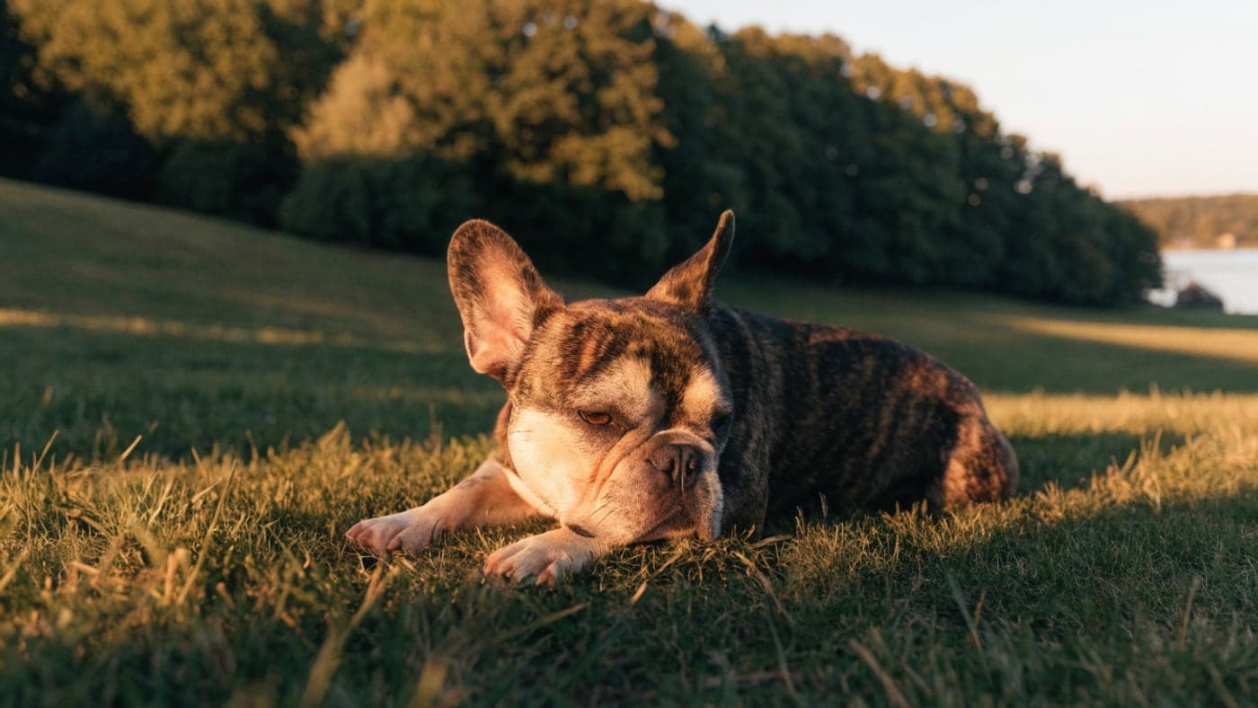 A brindle French Bulldog resting on grass at a lakeside park in evening light