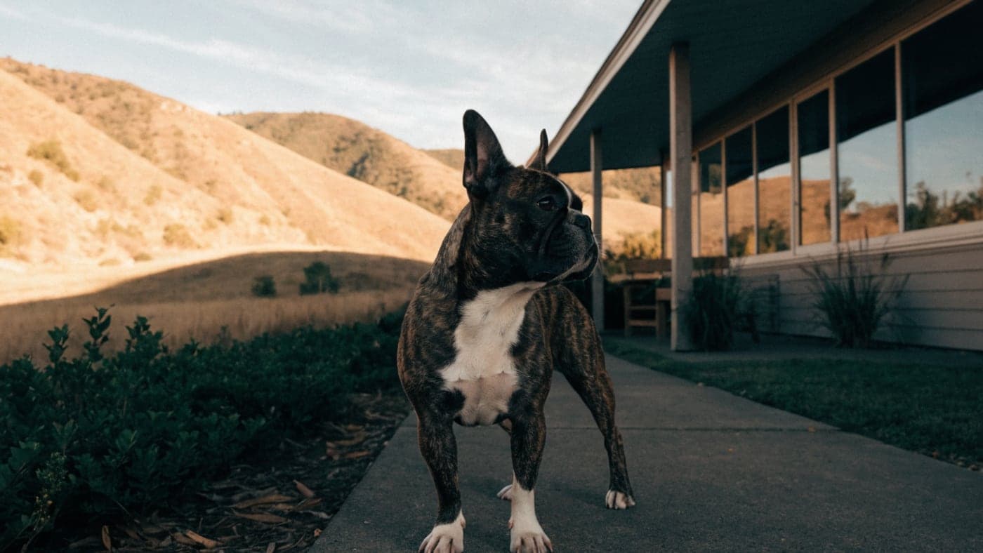 A brindle French Bulldog standing outside a low mid-century ranch house with dry foothills behind