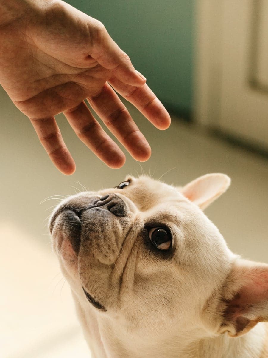 A cream French Bulldog looking up attentively toward a person's open hand reaching down